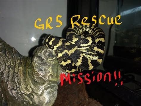 JnW Reptile Rescue Accepts surrenders. . Georgia reptile rescue